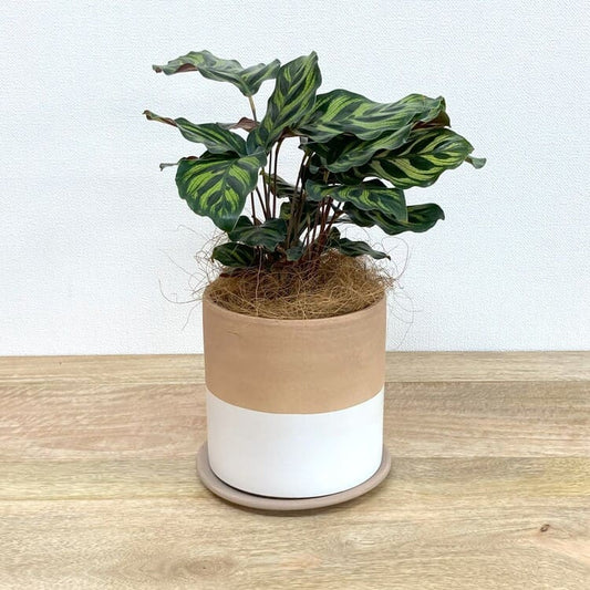 カラテア・マコヤナ + RR417-150