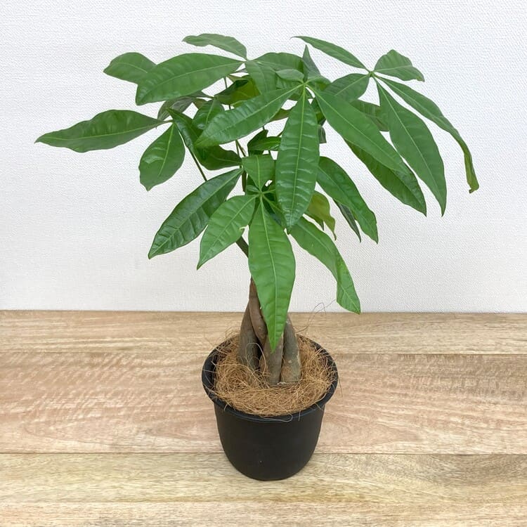 パキラ 編み込み M