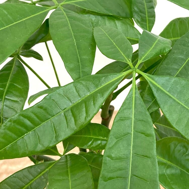 パキラ 編み込み M