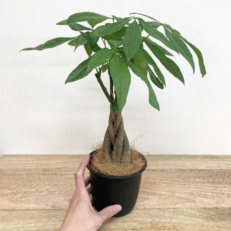 パキラ 編み込み M