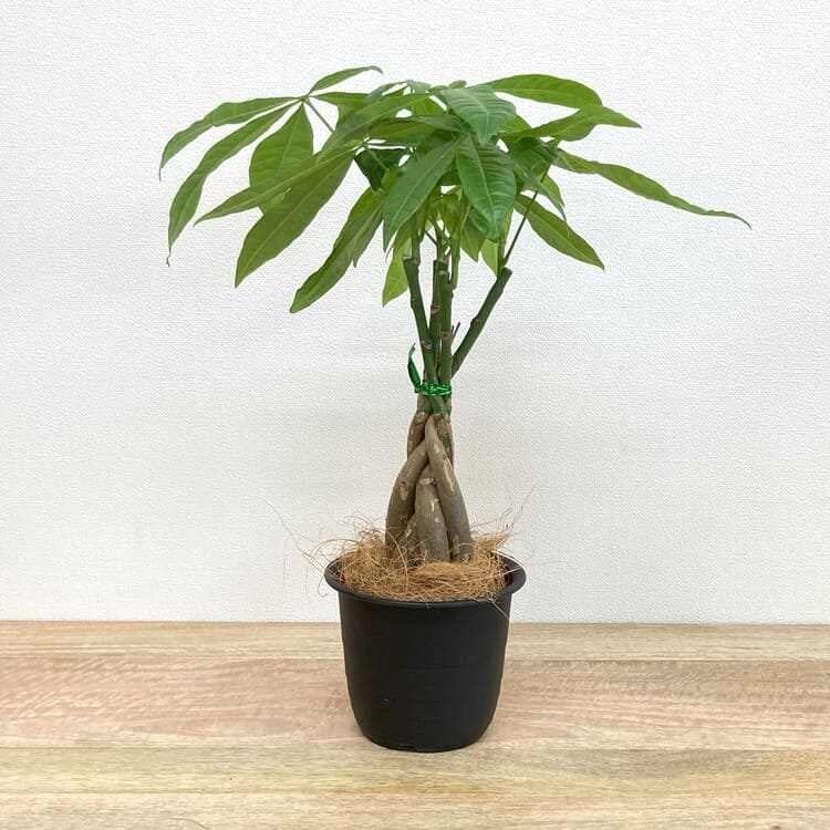 パキラ 編み込み M