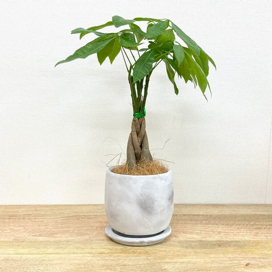 パキラ + MM059-145