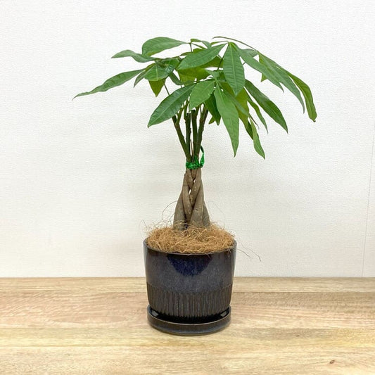 パキラ + YD011-150