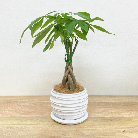 パキラ + MM096-160