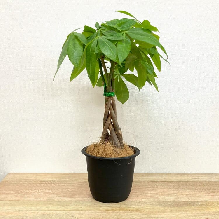 パキラ 編み込み L