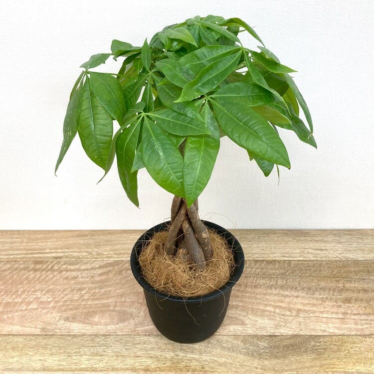 パキラ 編み込み L