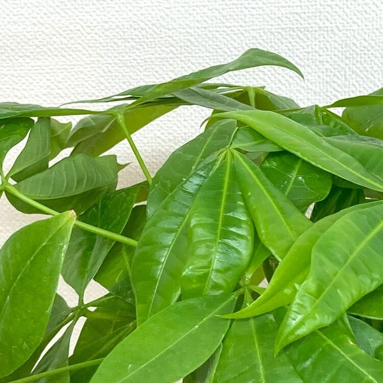 パキラ 編み込み L