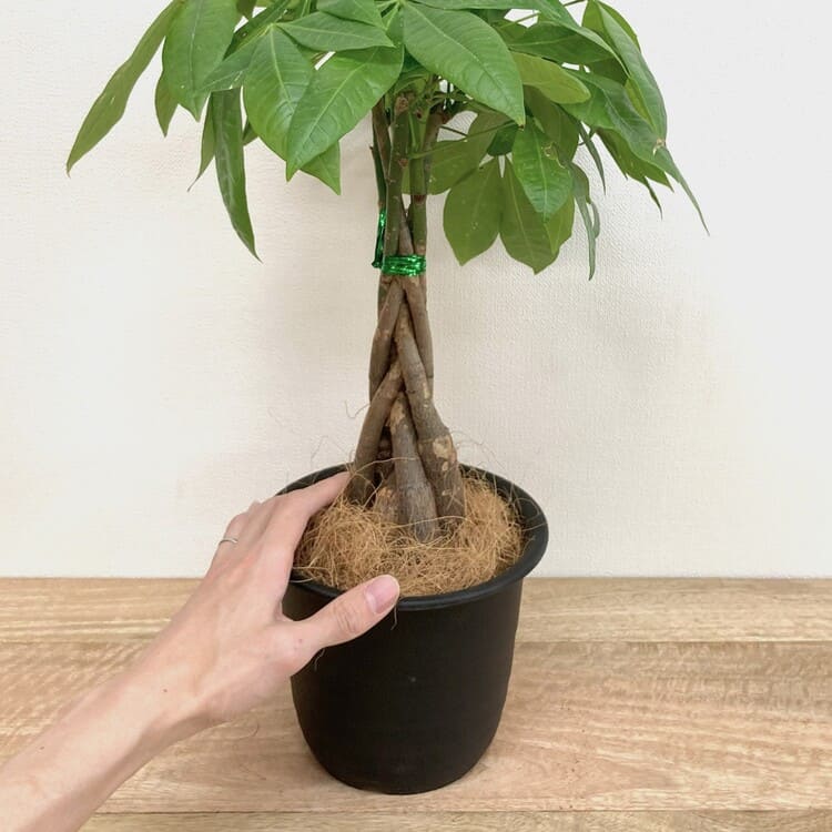 パキラ 編み込み L