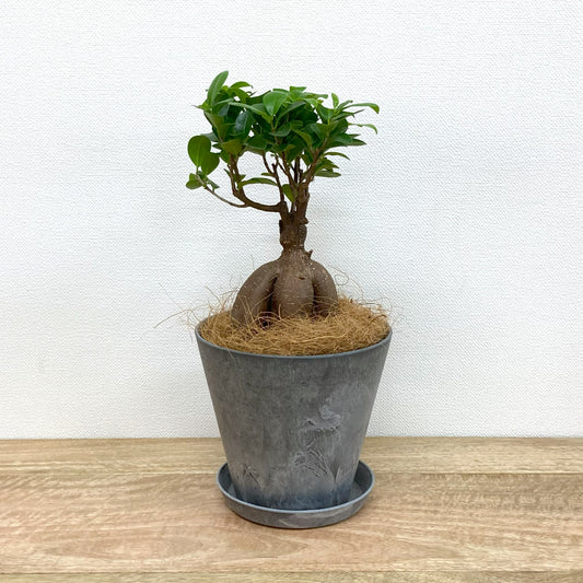 ガジュマル L + GP301-160