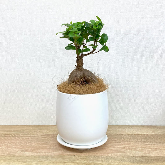 ガジュマル L + GP101-170