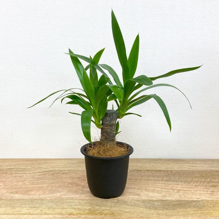 ユッカ・エレファンティペス