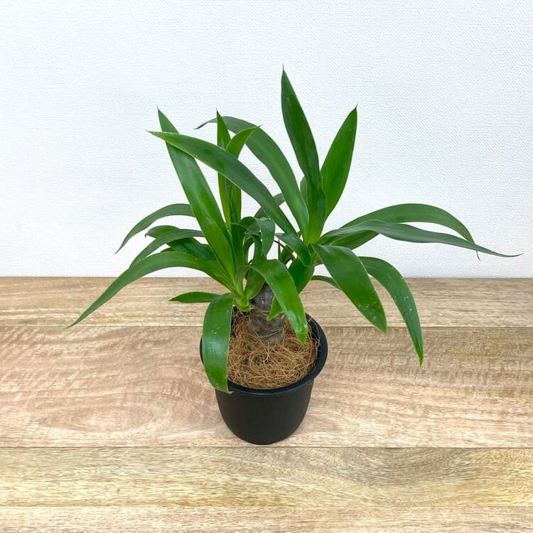 ユッカ・エレファンティペス