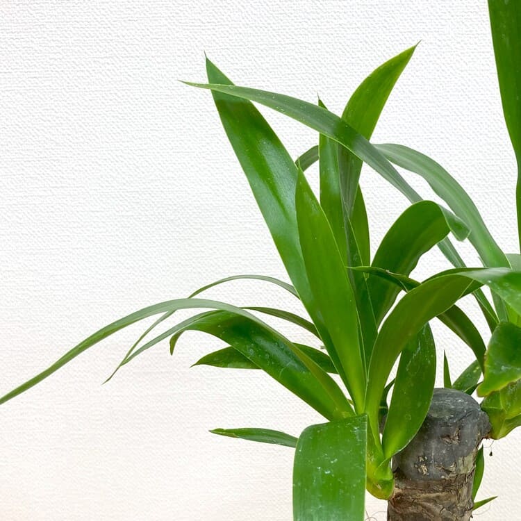 ユッカ・エレファンティペス