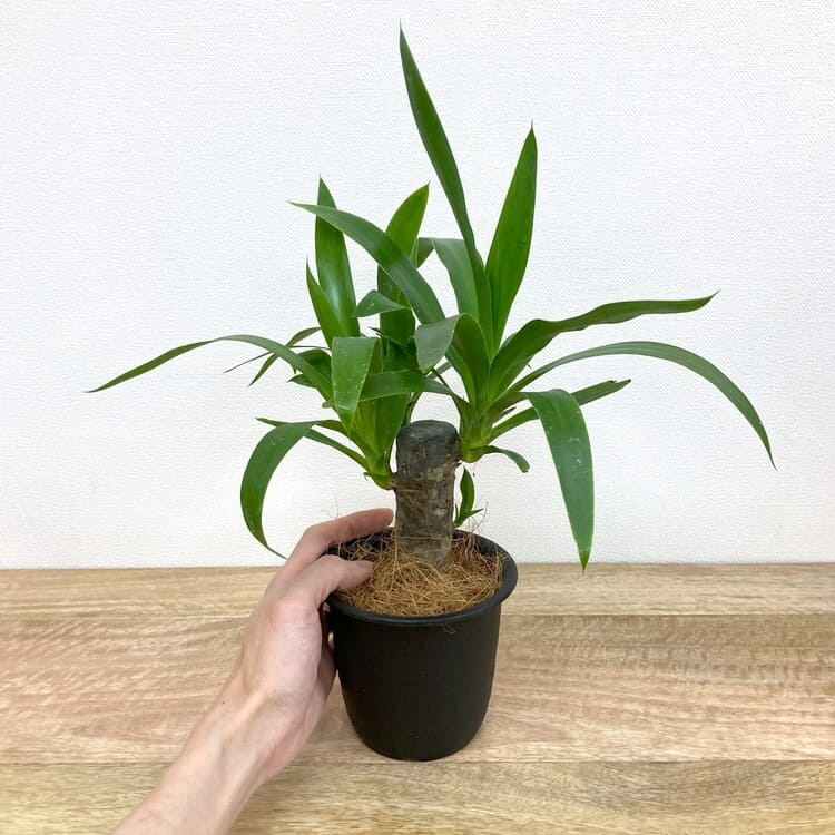 ユッカ・エレファンティペス