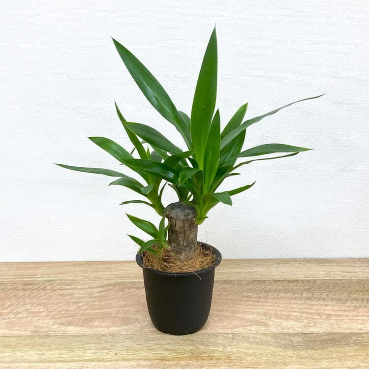 ユッカ・エレファンティペス