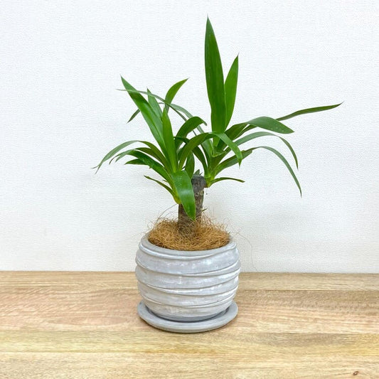 ユッカ・エレファンティペス + MM096-160