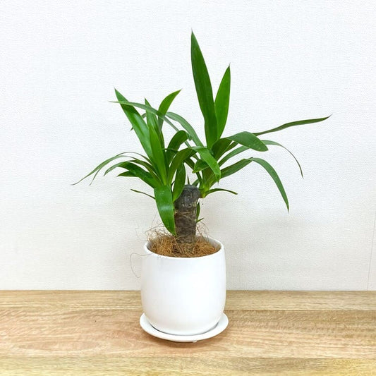 ユッカ・エレファンティペス + GP101-130