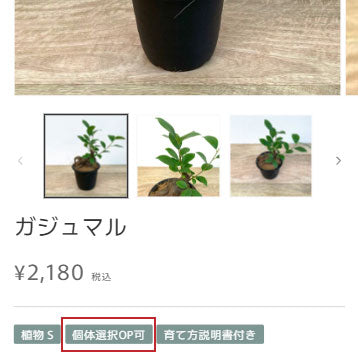 個体選択オプション