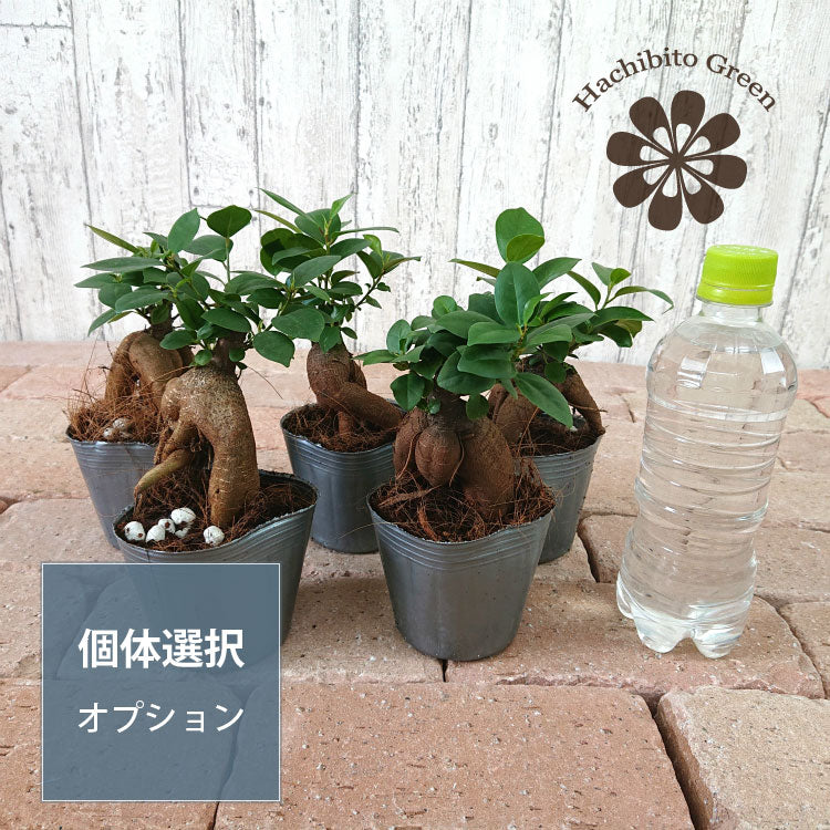 個体選択オプション