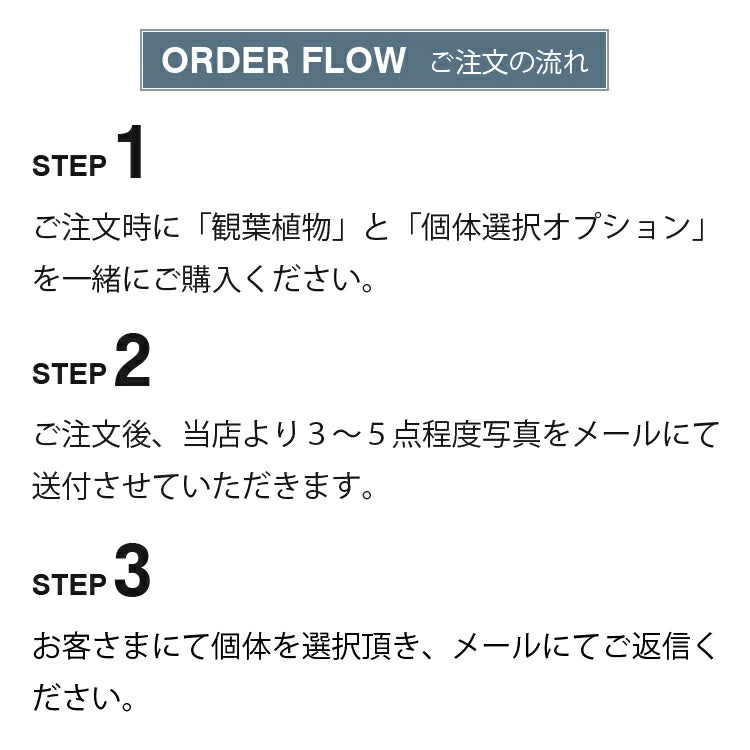 個体選択オプション