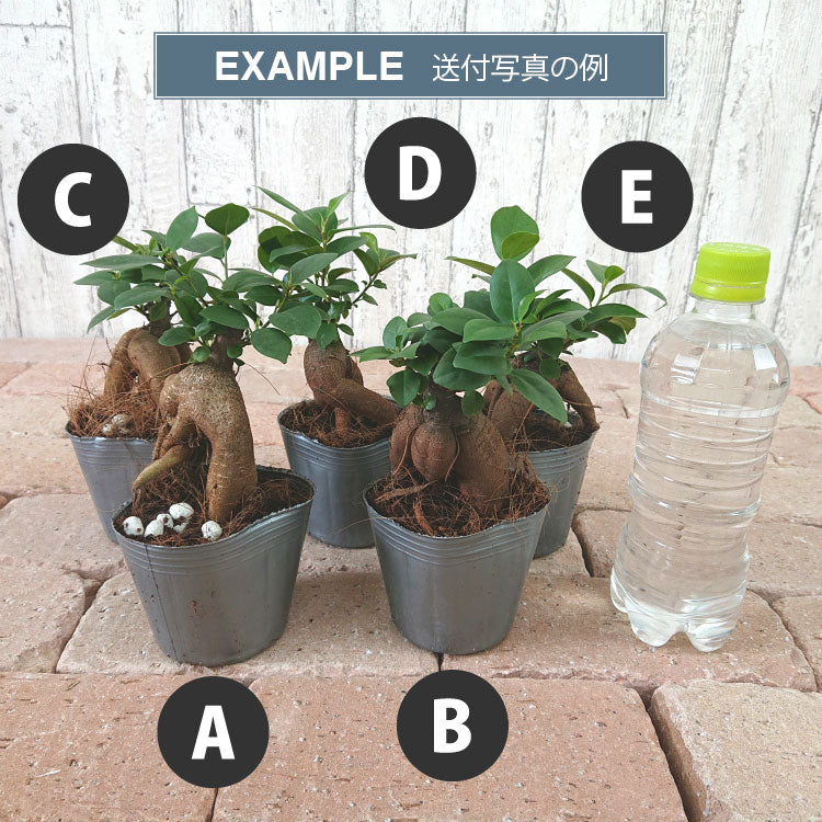 個体選択オプション