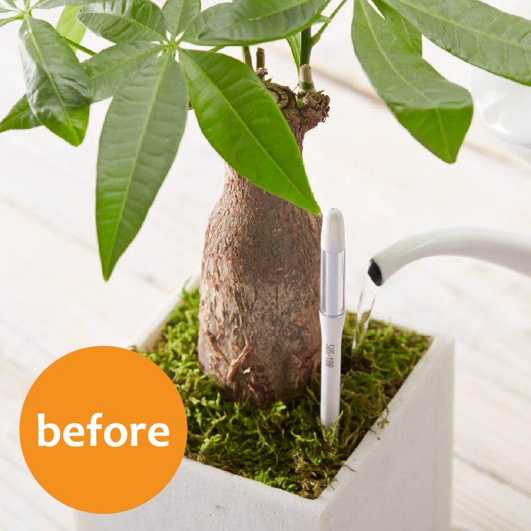 水分計 サスティー Mサイズ