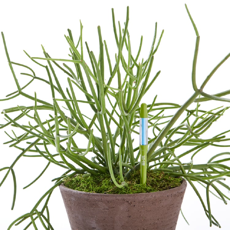 水分計 サスティー Mサイズ