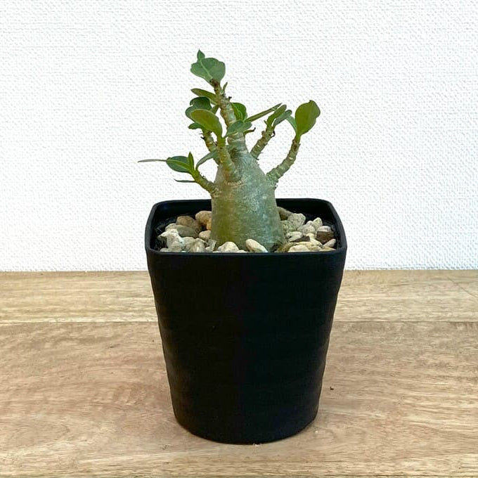 アデニウム・アラビカム