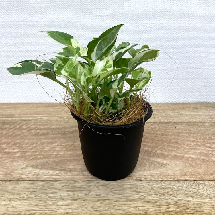 ポトス・エンジョイ