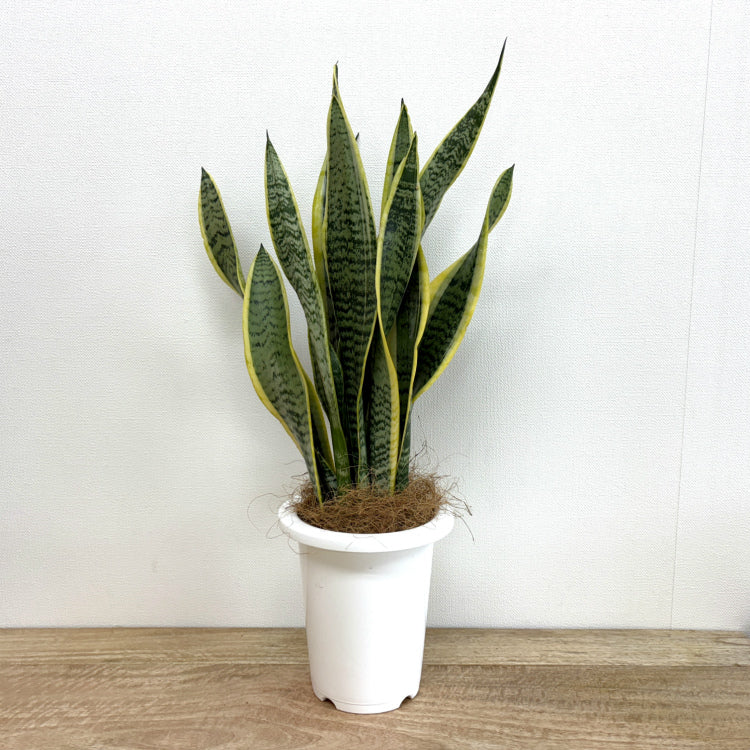 サンスベリア・ローレンチー L