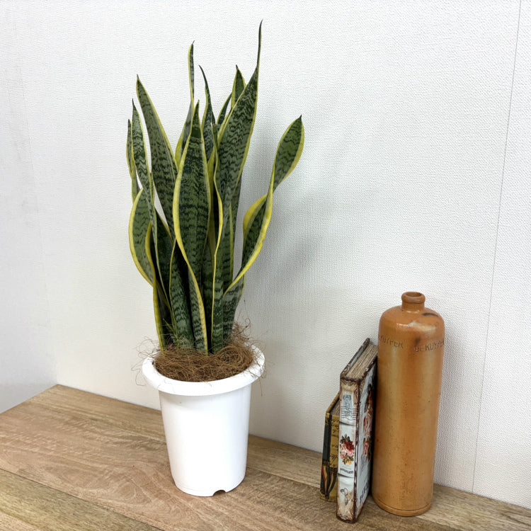 サンスベリア・ローレンチー L