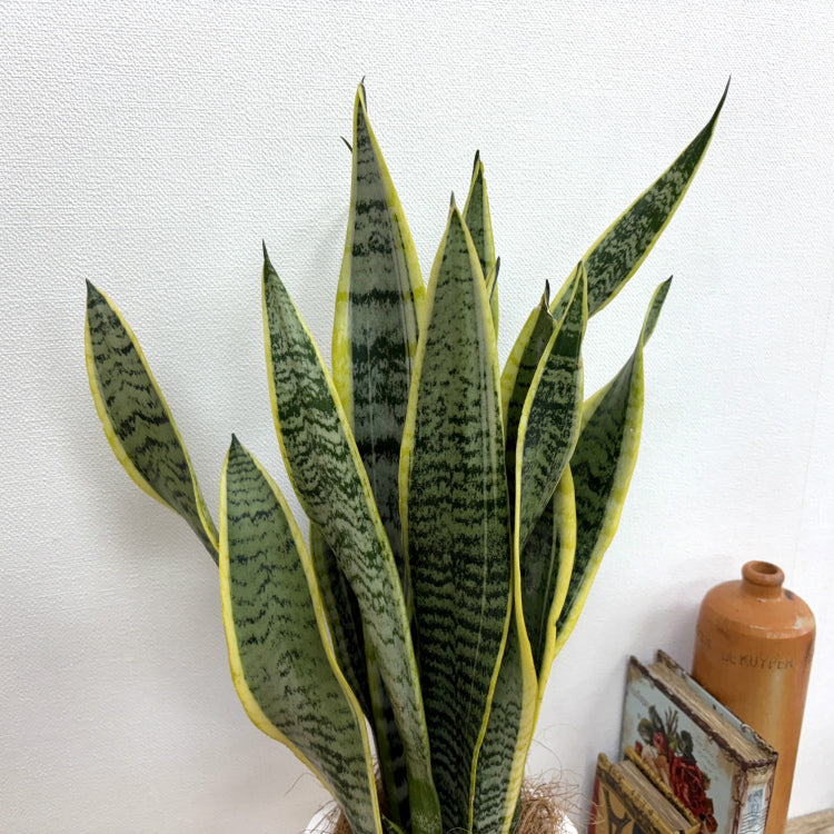 サンスベリア・ローレンチー L