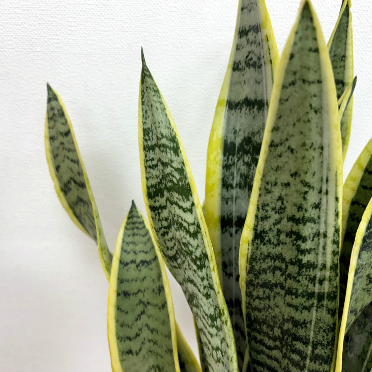 サンスベリア・ローレンチー L