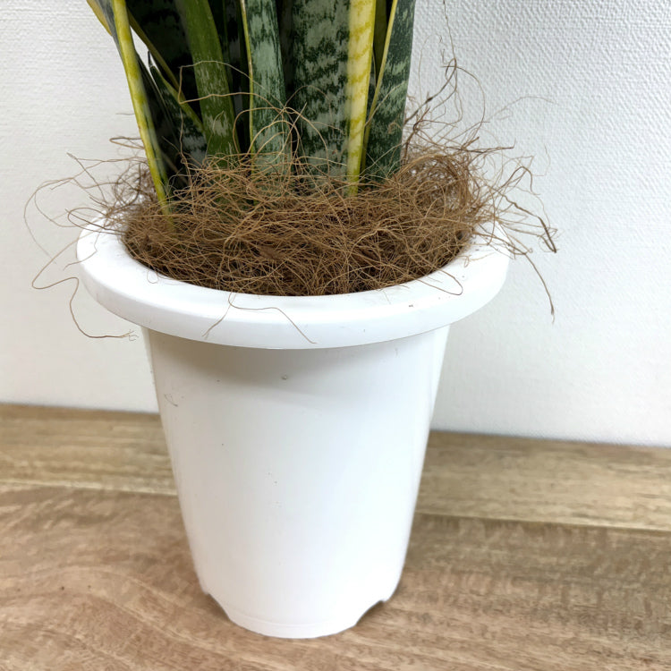 サンスベリア・ローレンチー L