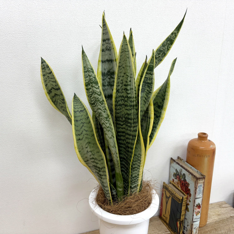 サンスベリア・ローレンチー L