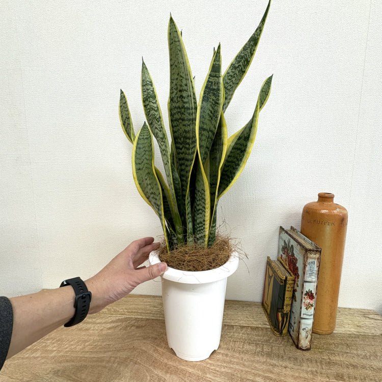 サンスベリア・ローレンチー L