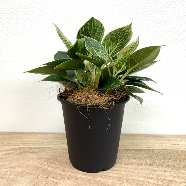 フィロデンドロン・バーキン L