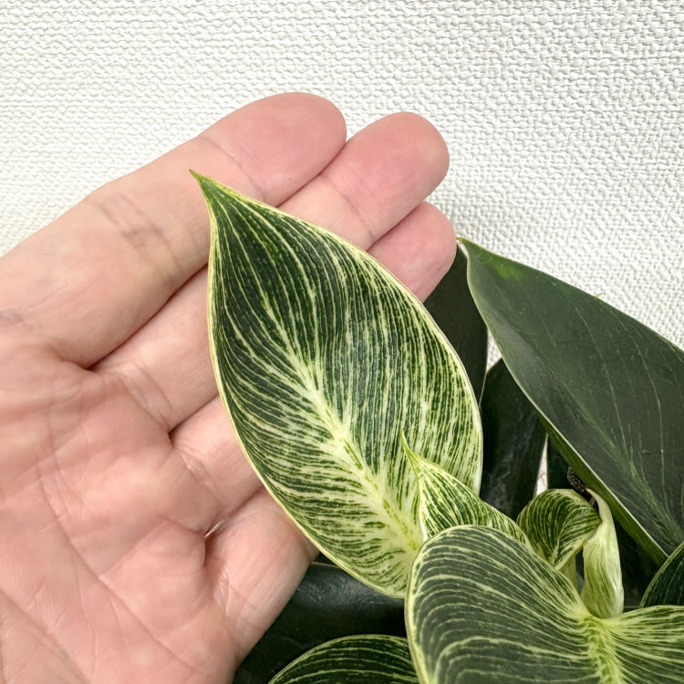 フィロデンドロン・バーキン L