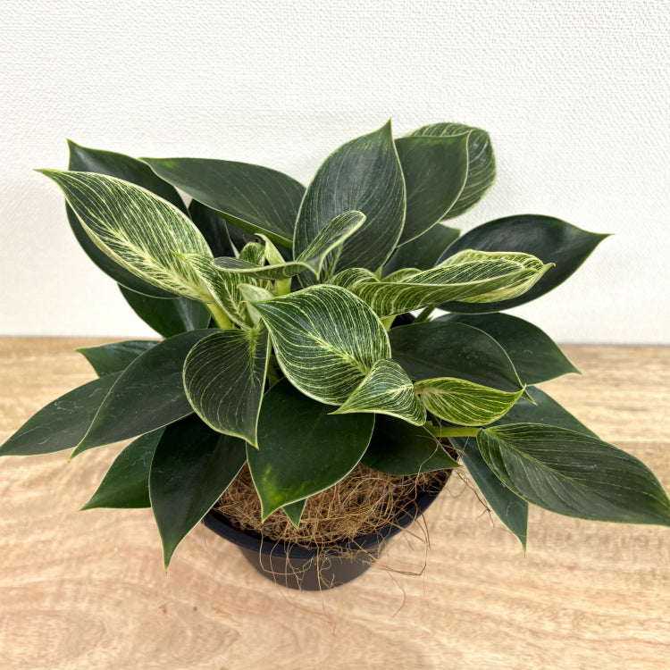 フィロデンドロン・バーキン L