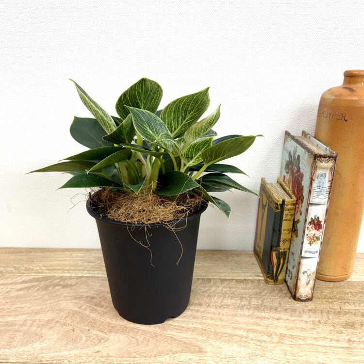 フィロデンドロン・バーキン L