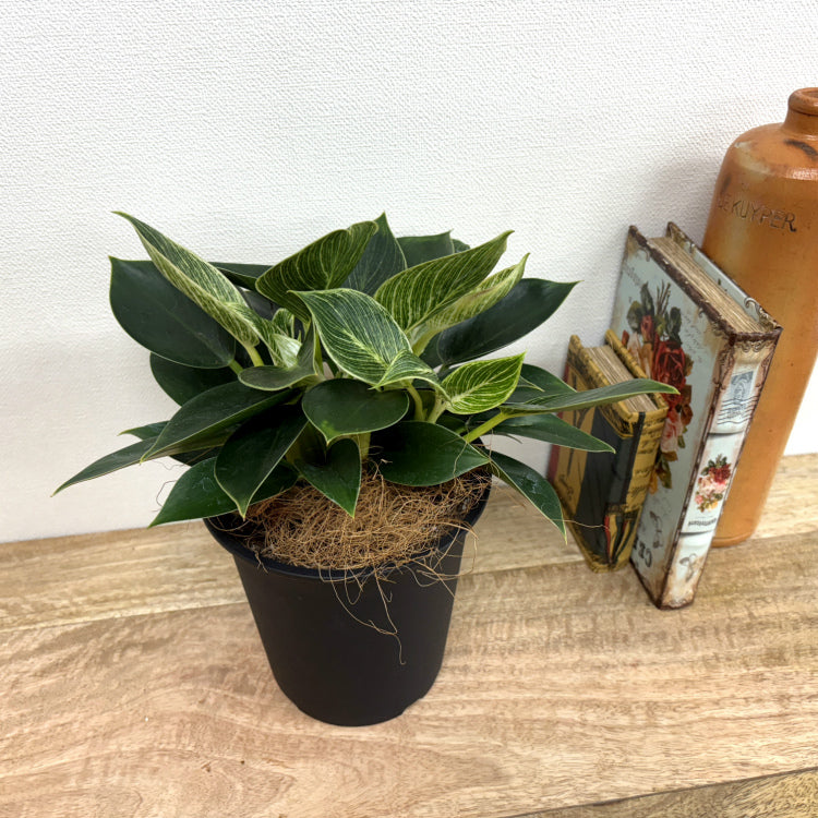 フィロデンドロン・バーキン L