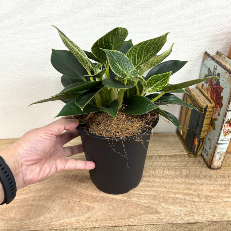 フィロデンドロン・バーキン L