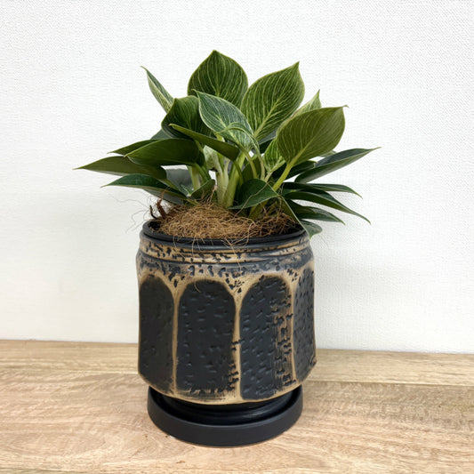 フィロデンドロン・バーキン L + GP118-180