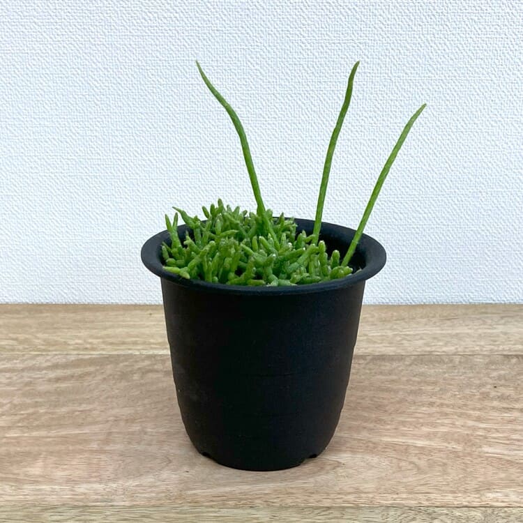 リプサリス・ケレウスクラ