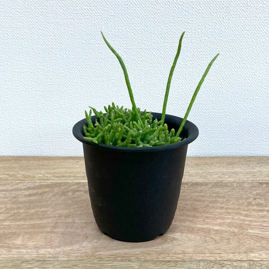 リプサリス・ケレウスクラ