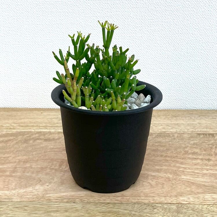 リプサリス・ハティオラ・バンブソイデス