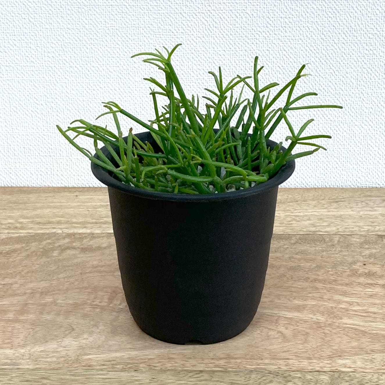 リプサリス・カスッサ