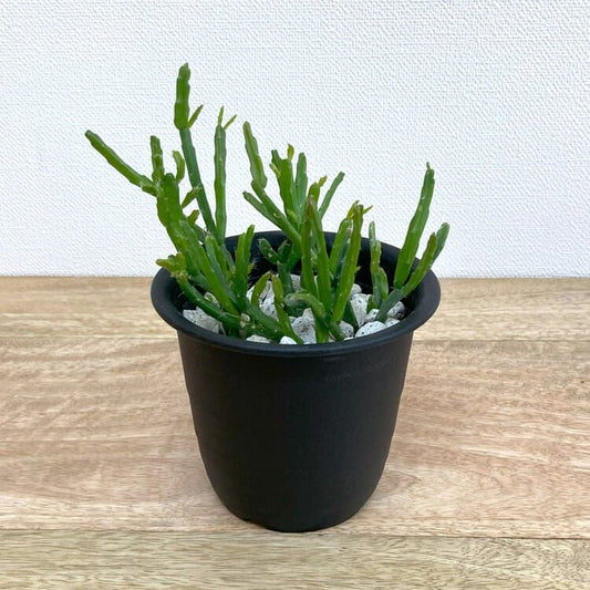 リプサリス・エワルディアナ