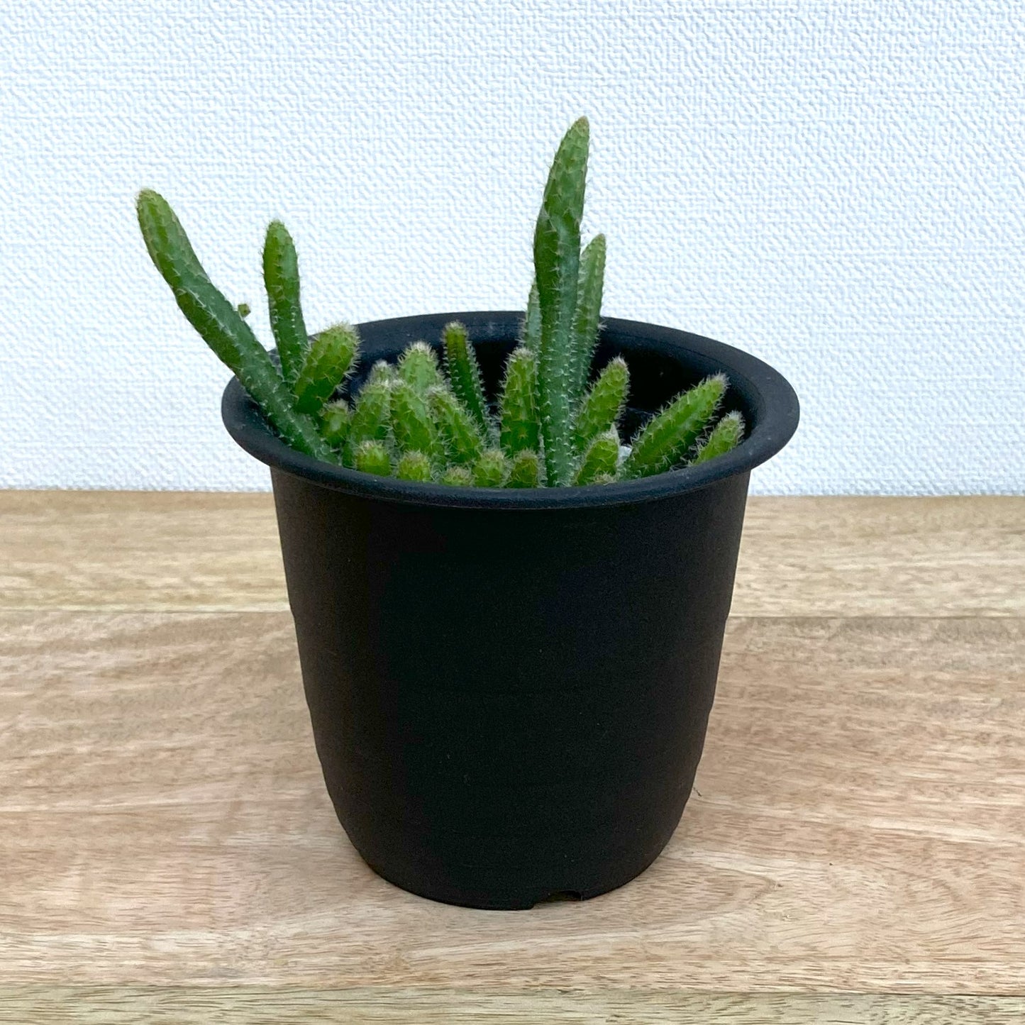 リプサリス・ホリダ