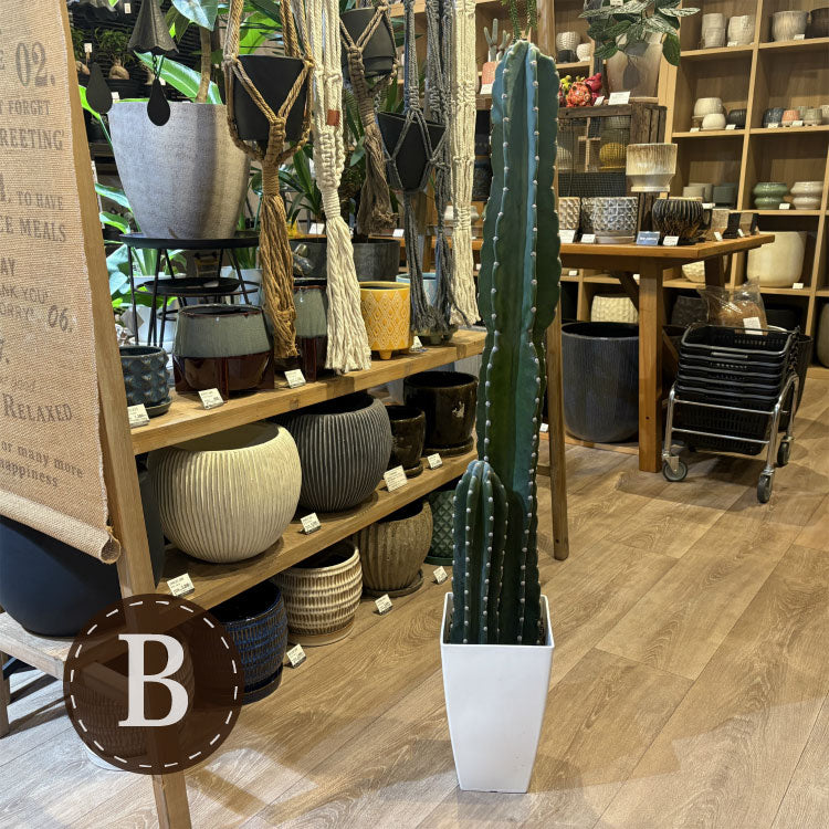 柱サボテン・2本立ち